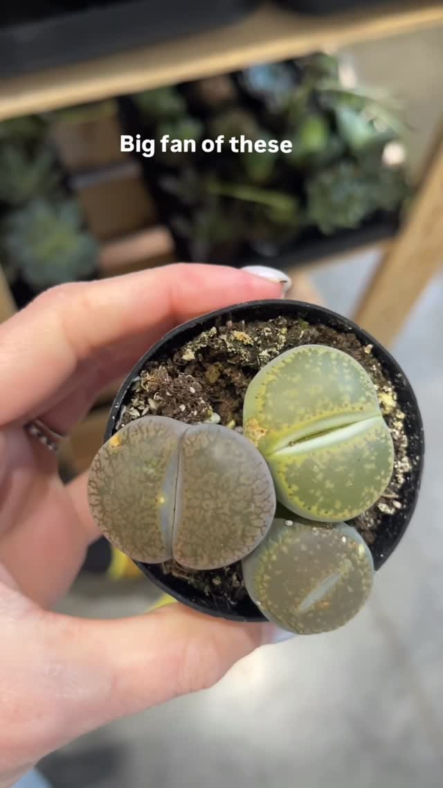 Post 4 by Ashley Anita | Houseplants on Instagram (video)