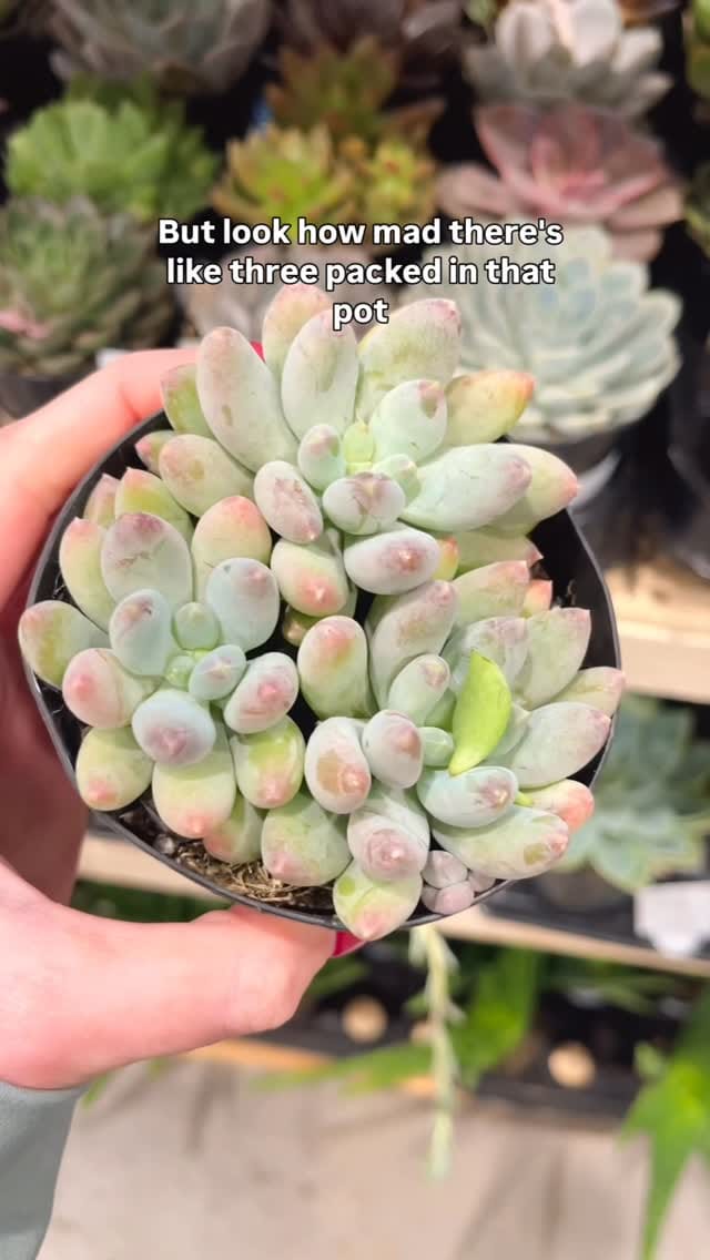 Post 7 by Ashley Anita | Houseplants on Instagram (video)