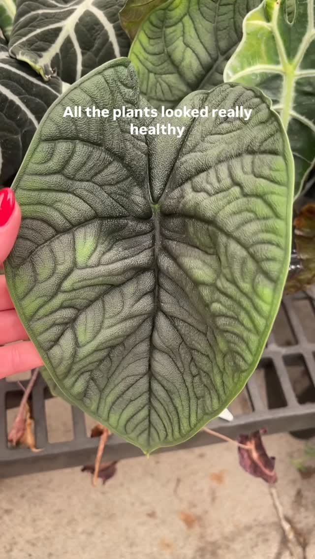 Post 2 by Ashley Anita | Houseplants on Instagram (video)