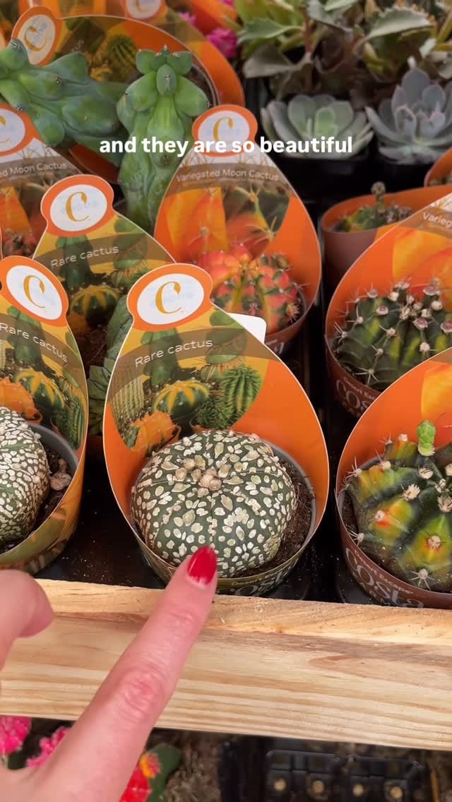Post 3 by Ashley Anita | Houseplants on Instagram (video)