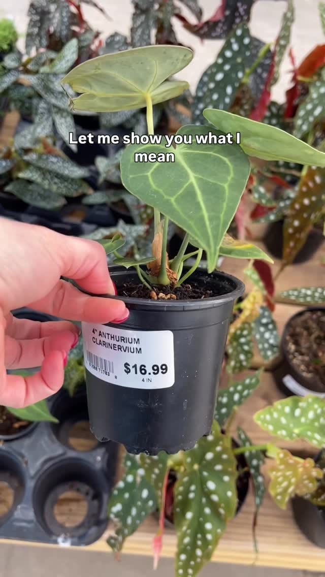 Post 9 by Ashley Anita | Houseplants on Instagram (video)