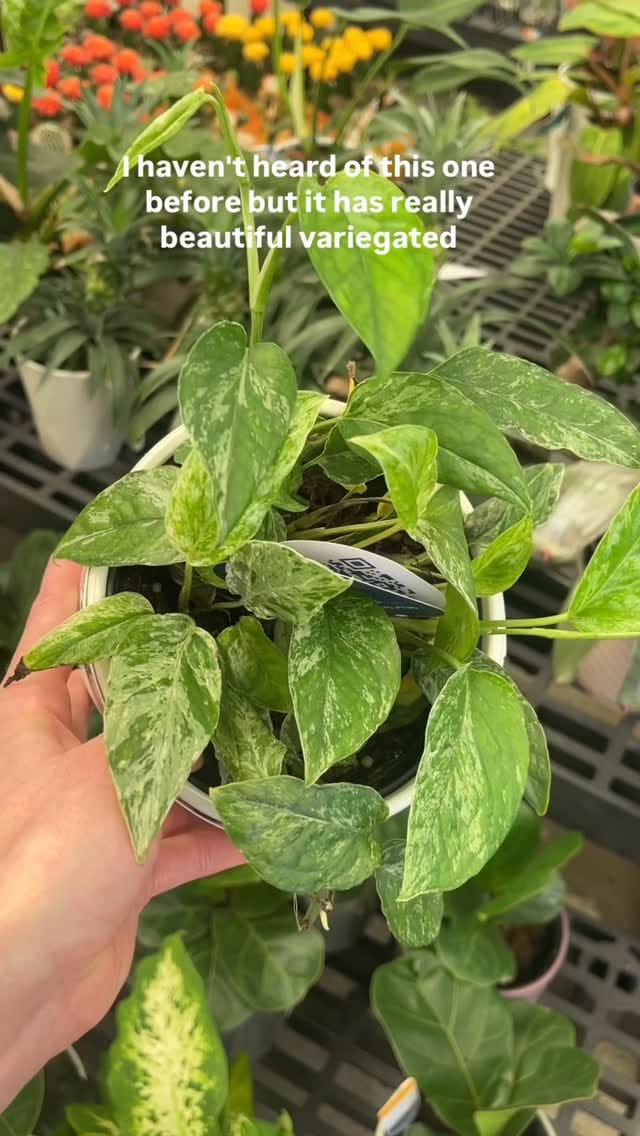 Post 1 by Ashley Anita | Houseplants on Instagram (video)