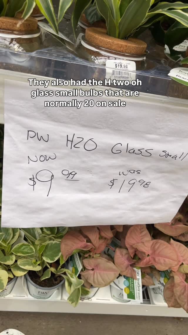 Post 6 by Ashley Anita | Houseplants on Instagram (video)