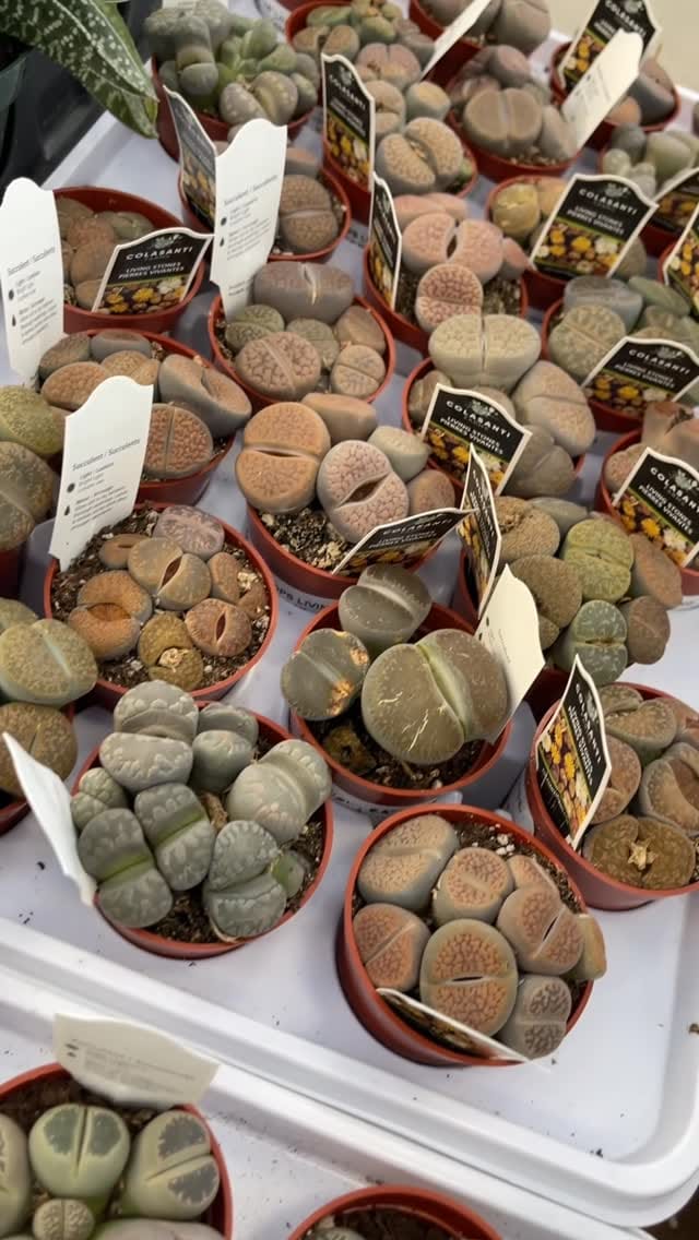 Post 8 by Ashley Anita | Houseplants on Instagram (video)