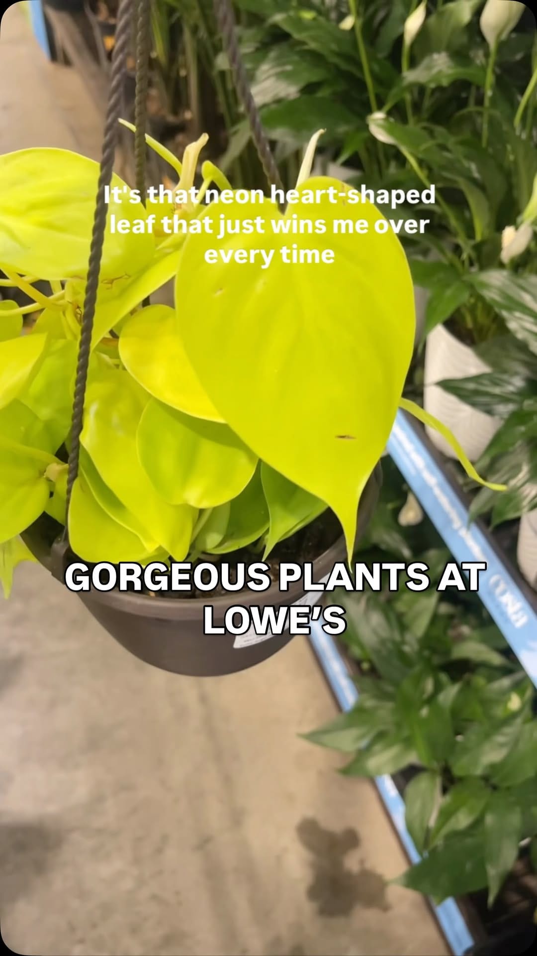 Post 5 by Ashley Anita | Houseplants on Instagram (video)