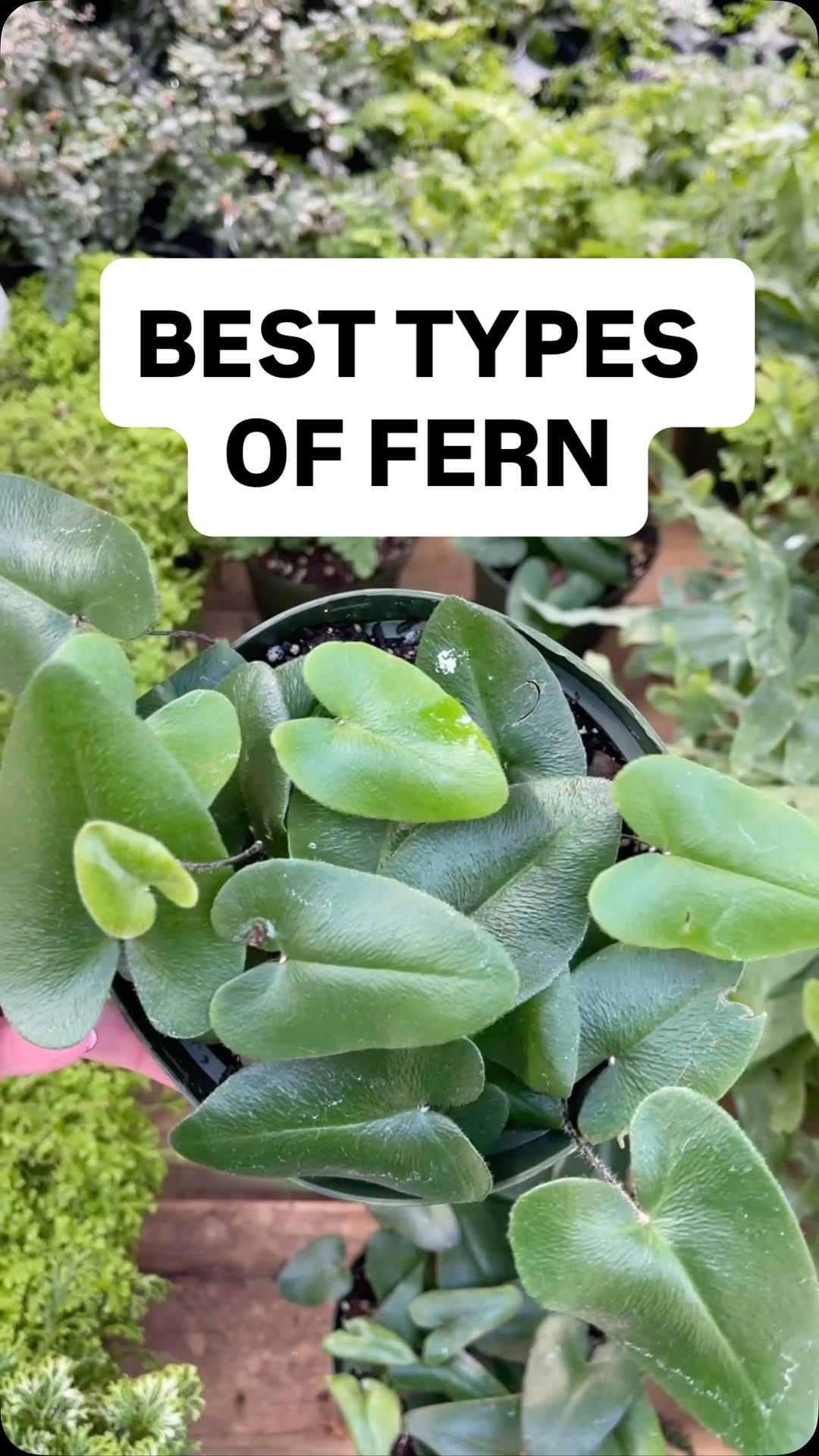Post 10 by Ashley Anita | Houseplants on Instagram (video)