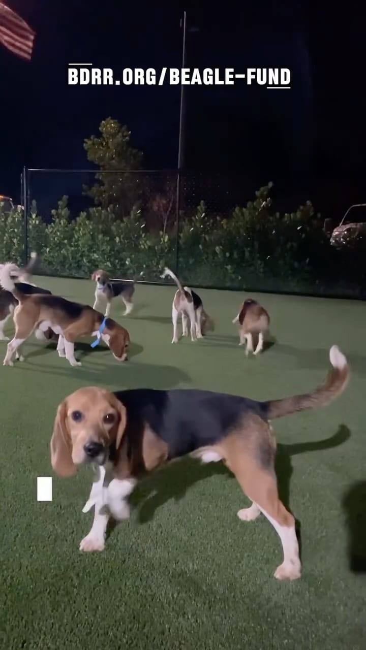 Post 9 by Big Dog Ranch Rescue on Instagram (video)