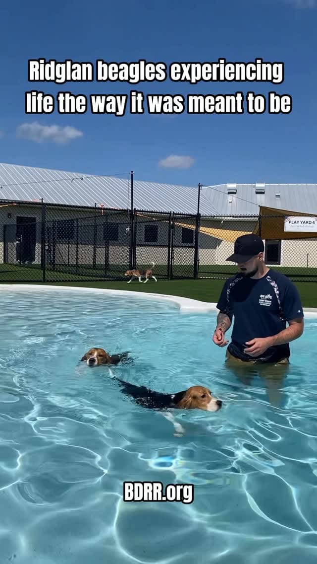 Post 8 by Big Dog Ranch Rescue on Instagram (video)