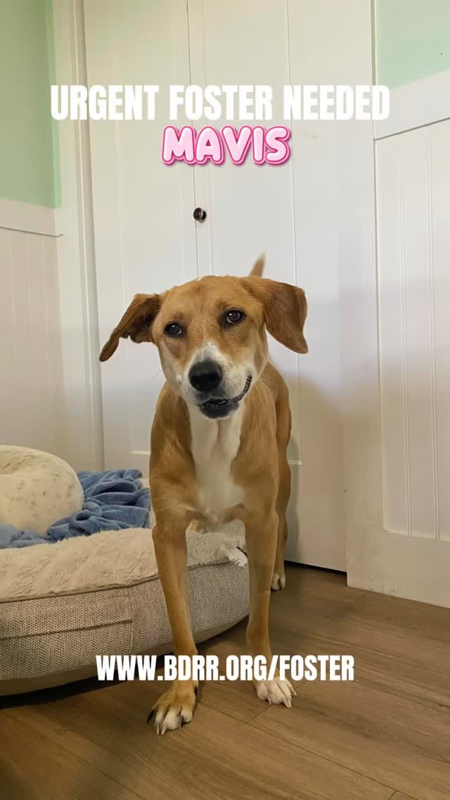 Post 1 by Big Dog Ranch Rescue on Instagram (video)