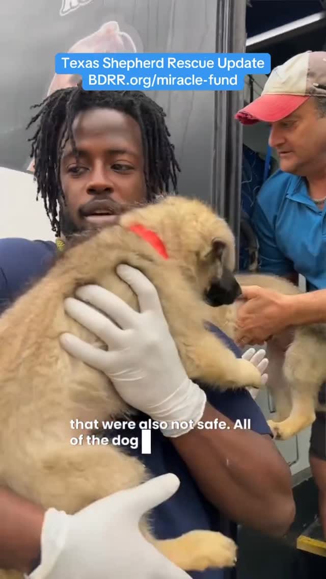 Post 10 by Big Dog Ranch Rescue on Instagram (video)