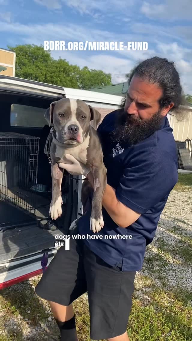 Post 3 by Big Dog Ranch Rescue on Instagram (video)