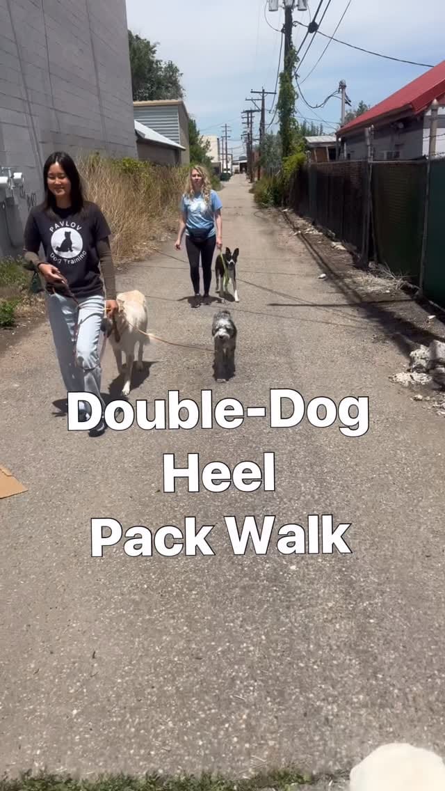 Post 4 by Pavlov Dog Training on Instagram (video)
