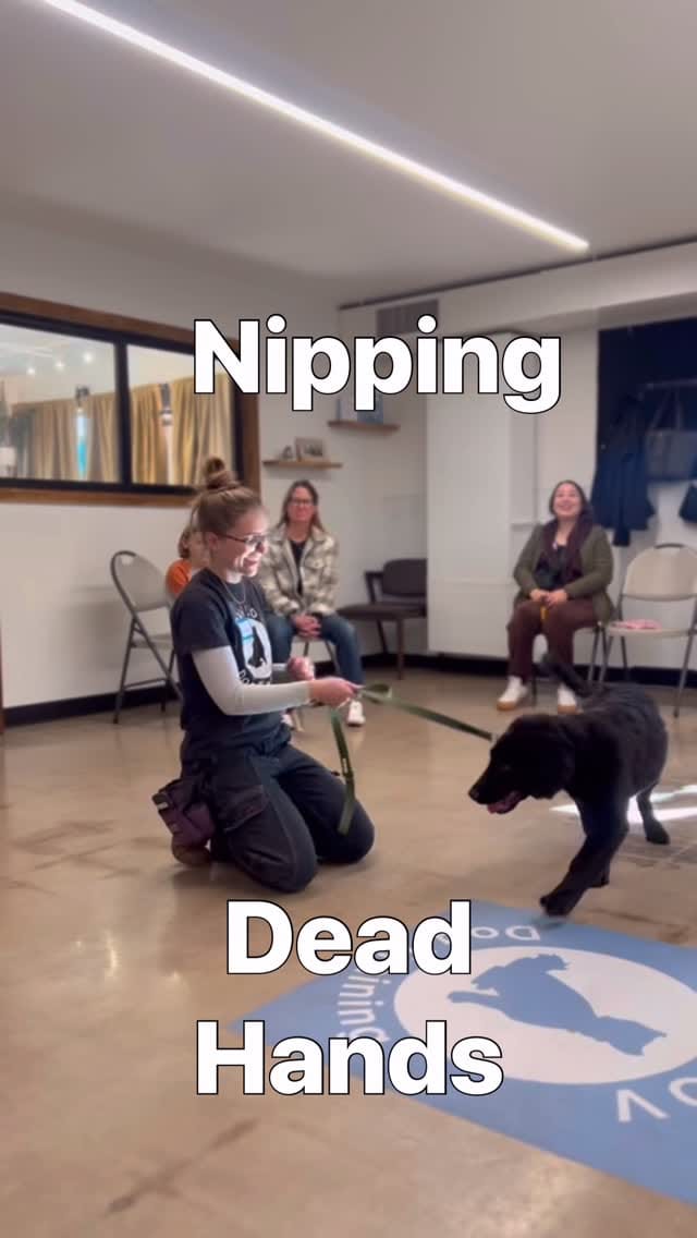 Post 8 by Pavlov Dog Training on Instagram (video)
