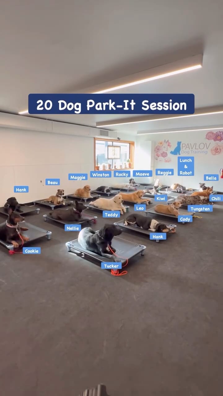 Post 9 by Pavlov Dog Training on Instagram (video)