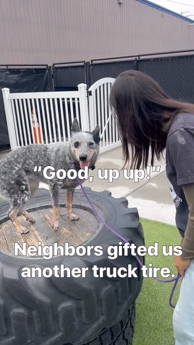 Post 3 by Pavlov Dog Training on Instagram (video)