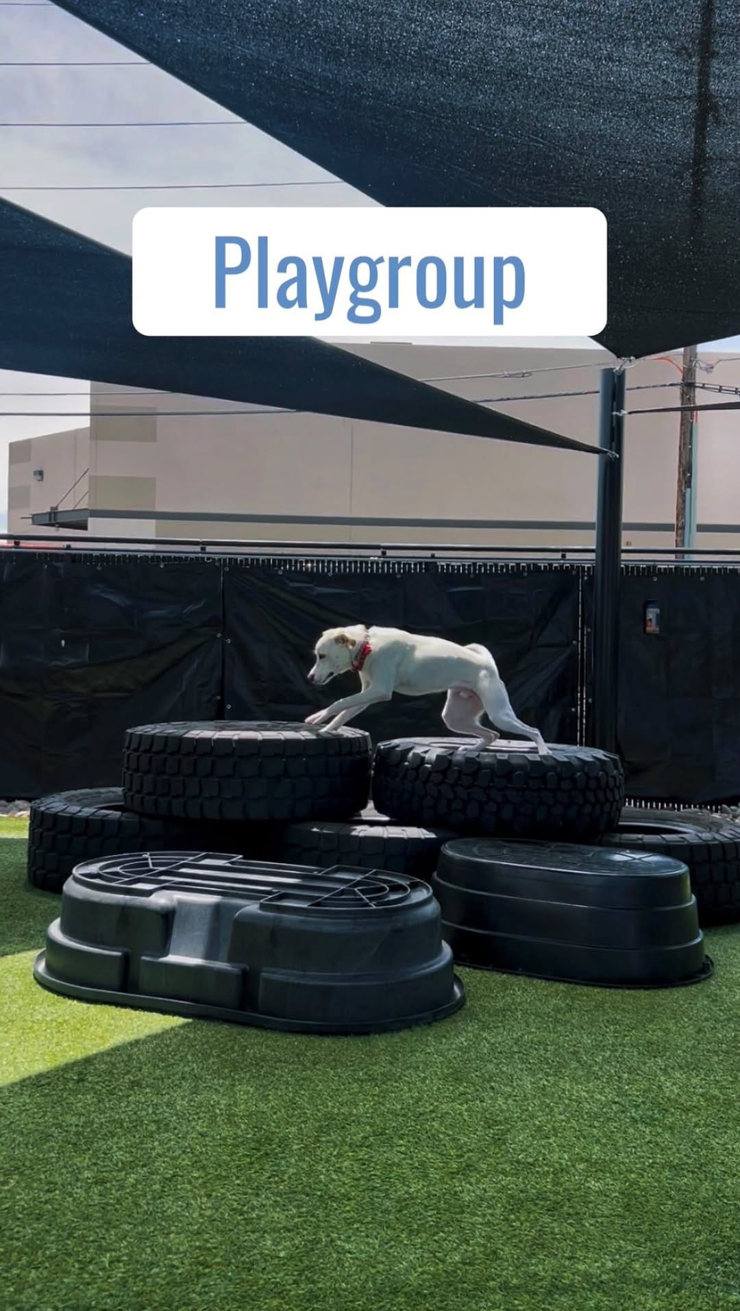 Post 1 by Pavlov Dog Training on Instagram (video)