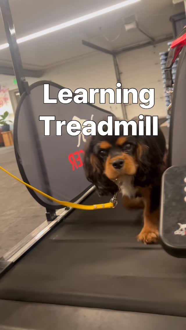 Post 7 by Pavlov Dog Training on Instagram (video)