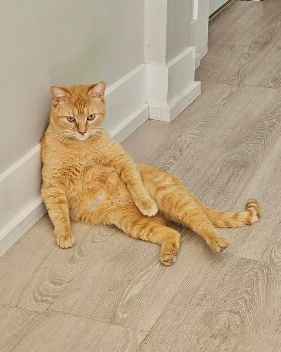 Post 2 by Forever Fortunate Felines on Instagram (carousel)
