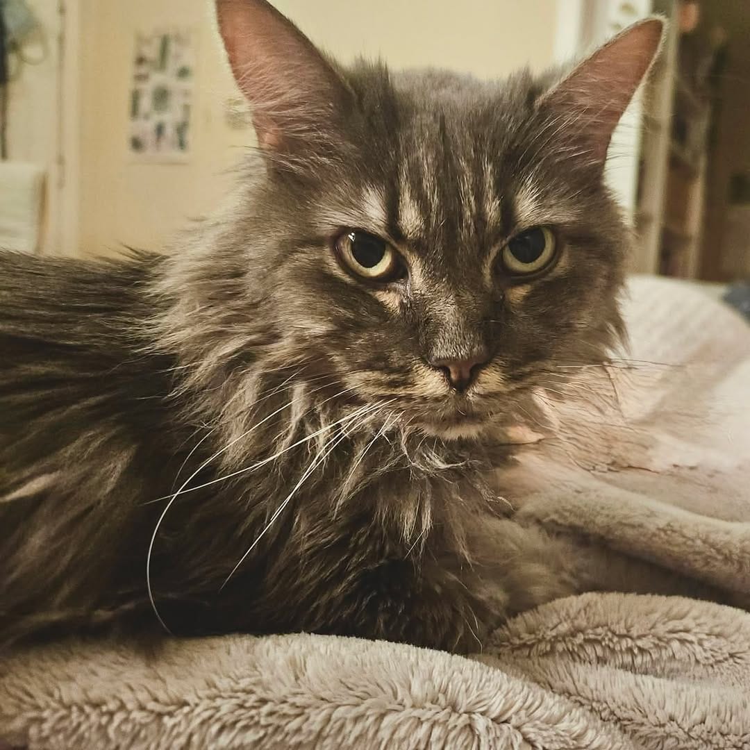 Post 1 by Forever Fortunate Felines on Instagram (image)