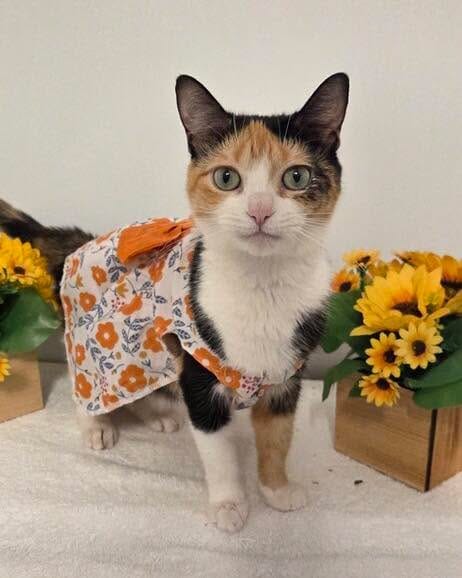 Post 3 by Forever Fortunate Felines on Instagram (image)