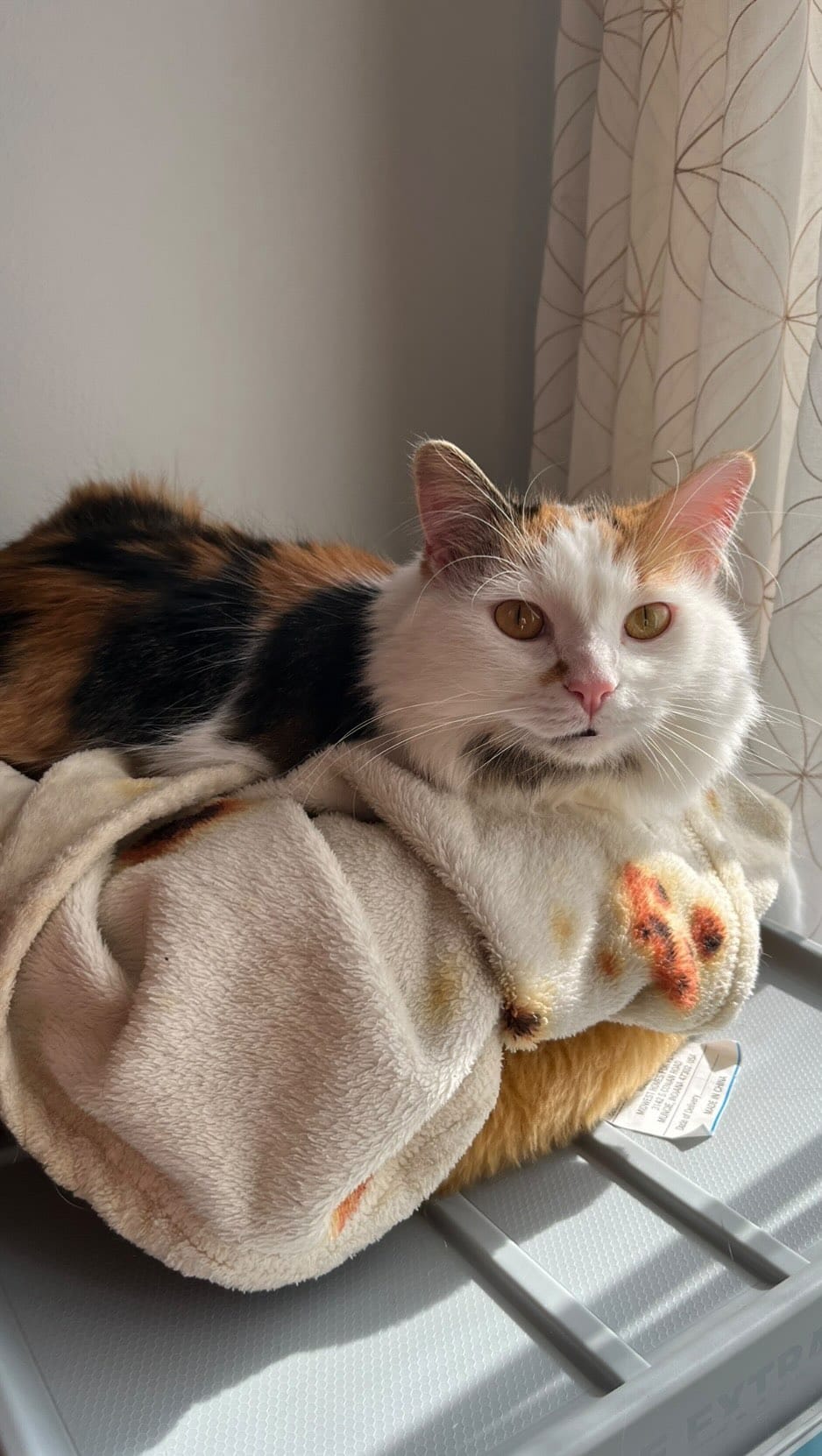 Post 6 by Forever Fortunate Felines on Instagram (video)