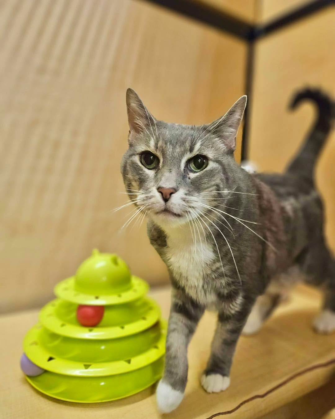 Post 5 by Forever Fortunate Felines on Instagram (carousel)