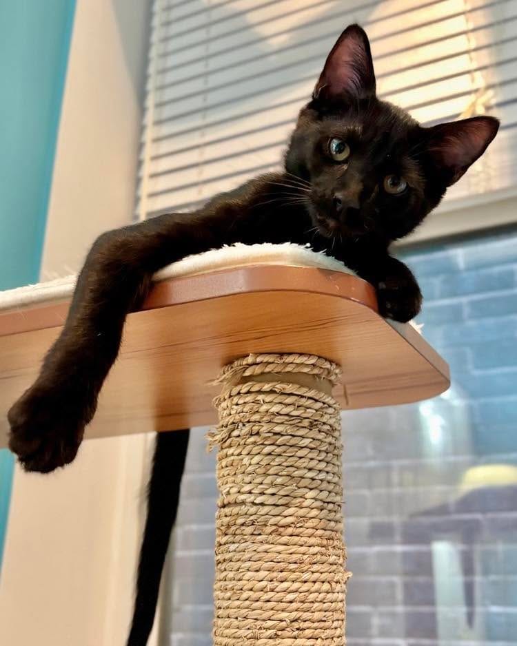 Post 8 by Forever Fortunate Felines on Instagram (carousel)