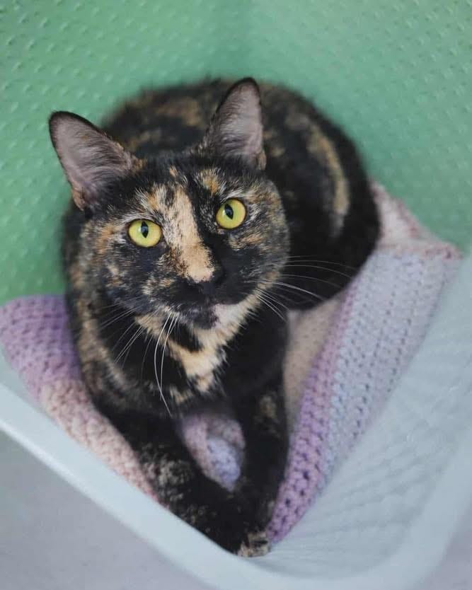 Post 9 by Forever Fortunate Felines on Instagram (carousel)