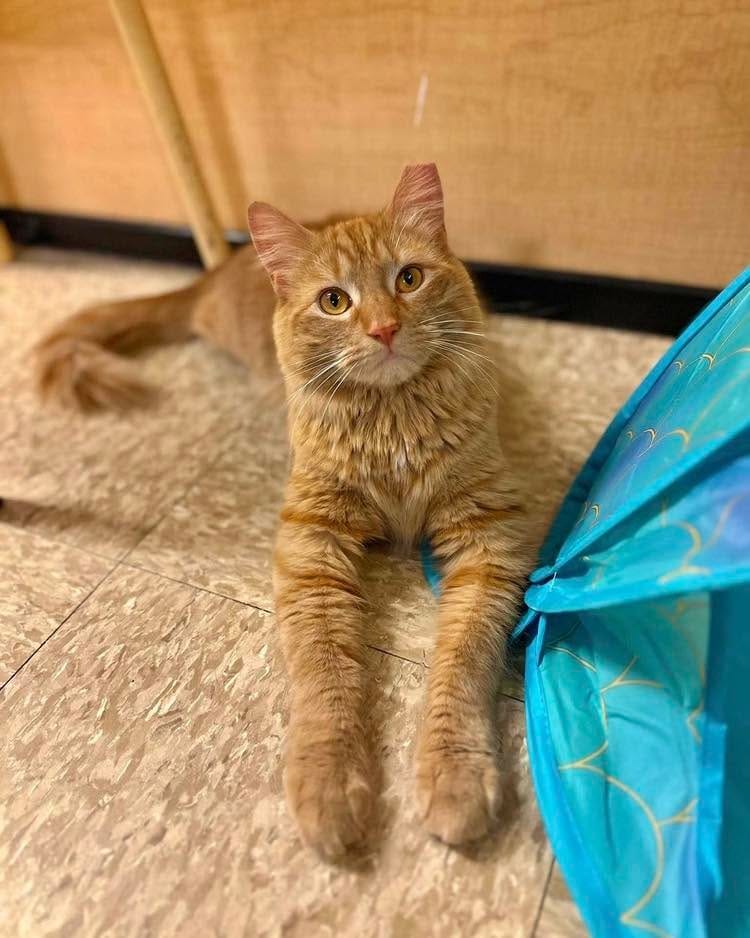 Post 10 by Forever Fortunate Felines on Instagram (carousel)