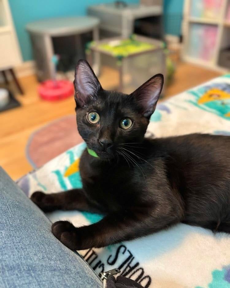 Post 4 by Forever Fortunate Felines on Instagram (carousel)