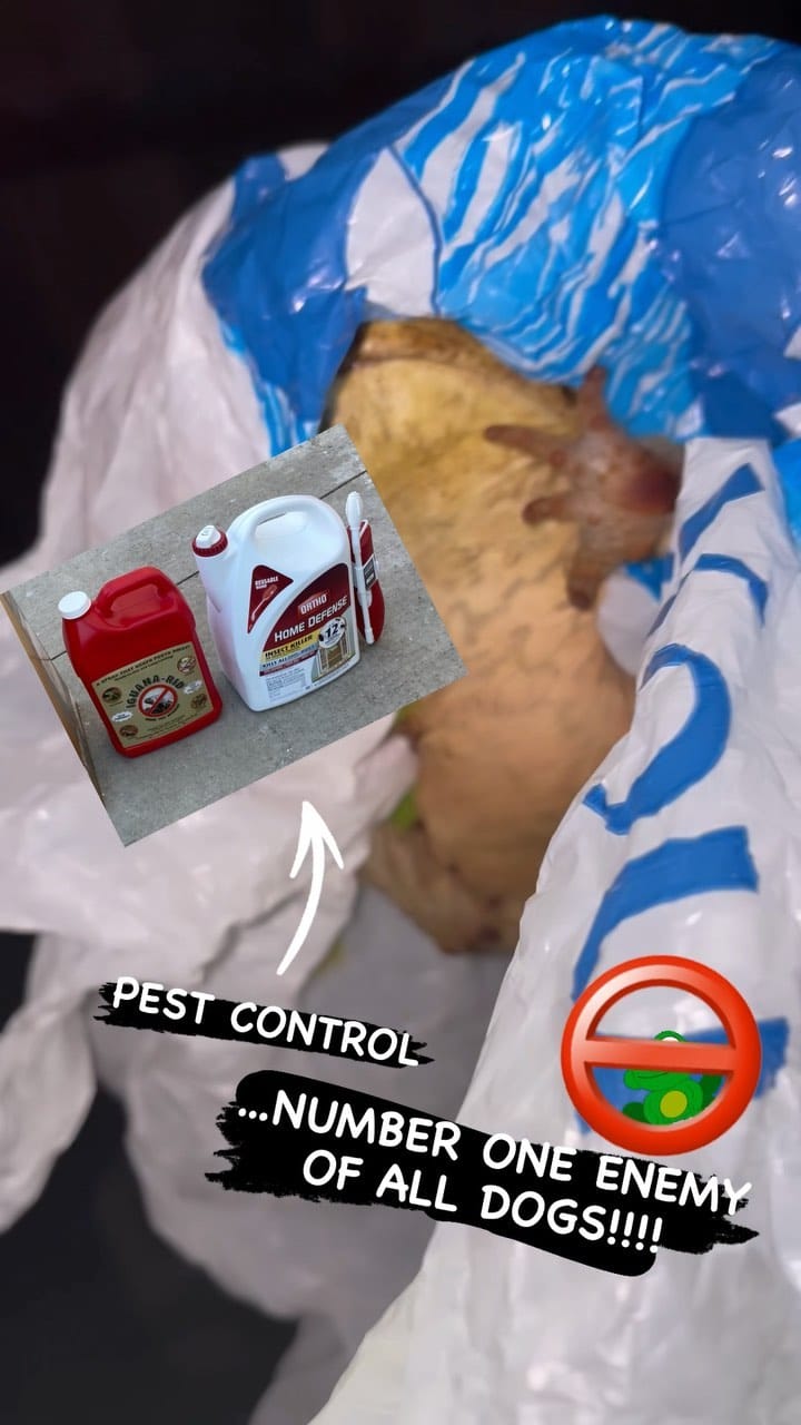 Post 10 by 305 Frenchies.com , LLC. on Instagram (video)
