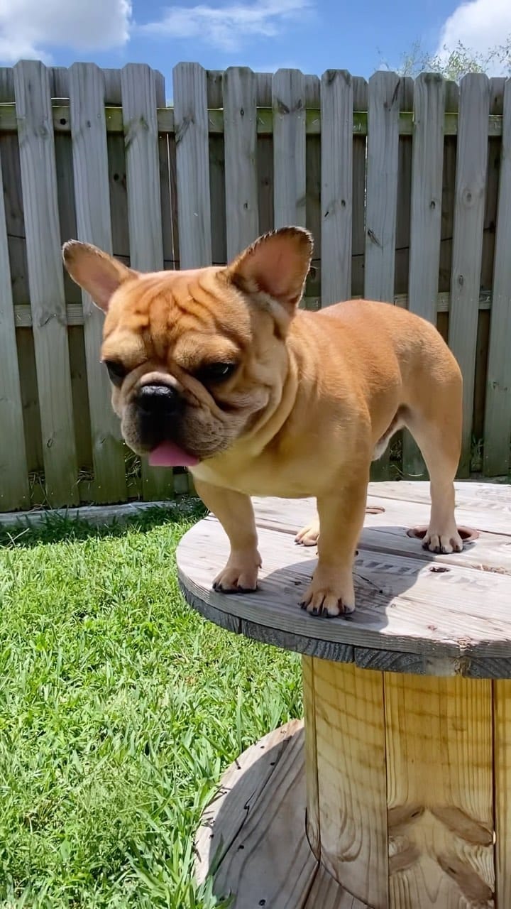 Post 8 by 305 Frenchies.com , LLC. on Instagram (video)