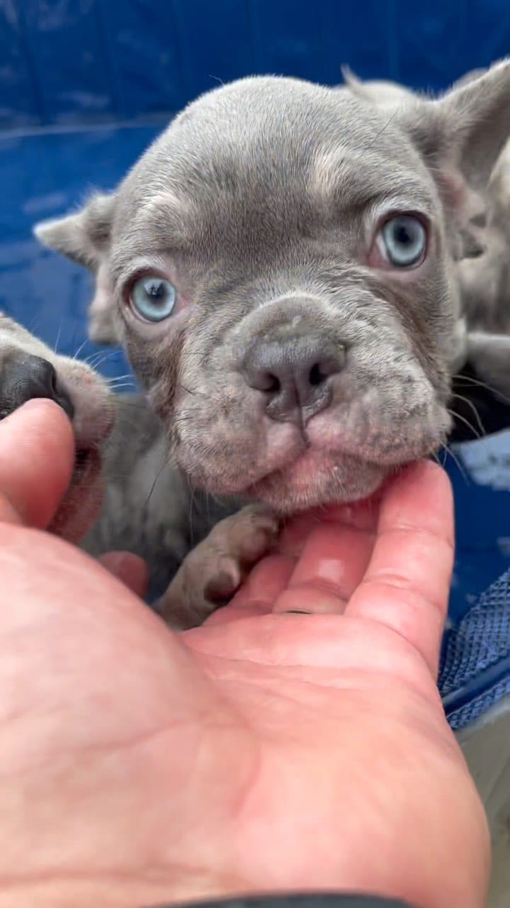 Post 9 by 305 Frenchies.com , LLC. on Instagram (video)