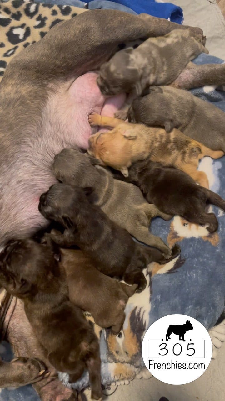 Post 3 by 305 Frenchies.com , LLC. on Instagram (video)