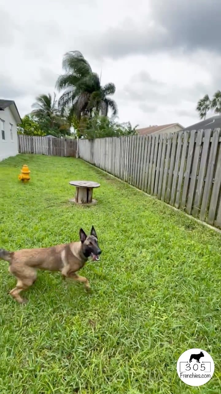 Post 7 by 305 Frenchies.com , LLC. on Instagram (video)