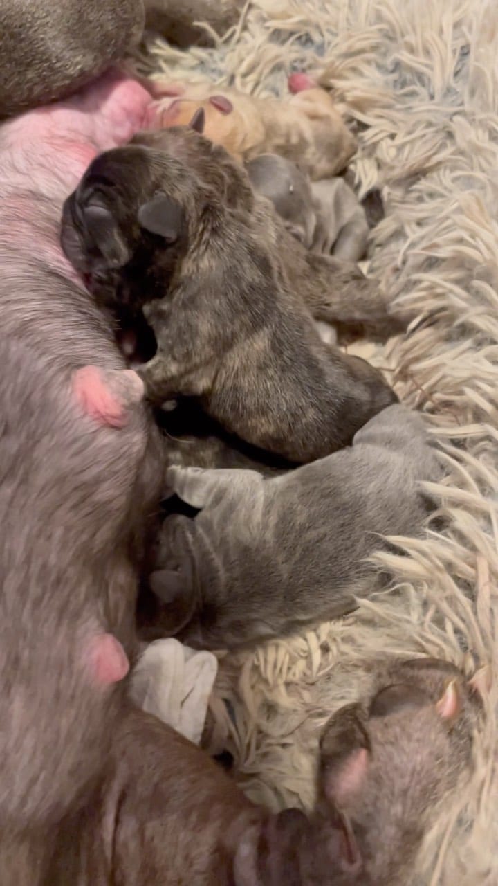 Post 4 by 305 Frenchies.com , LLC. on Instagram (video)
