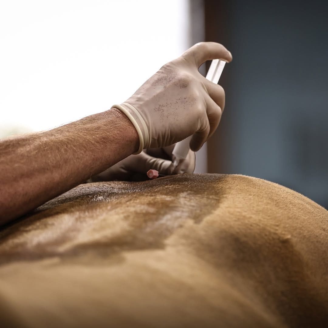 Post 2 by Double X Veterinary Services on Instagram (carousel)