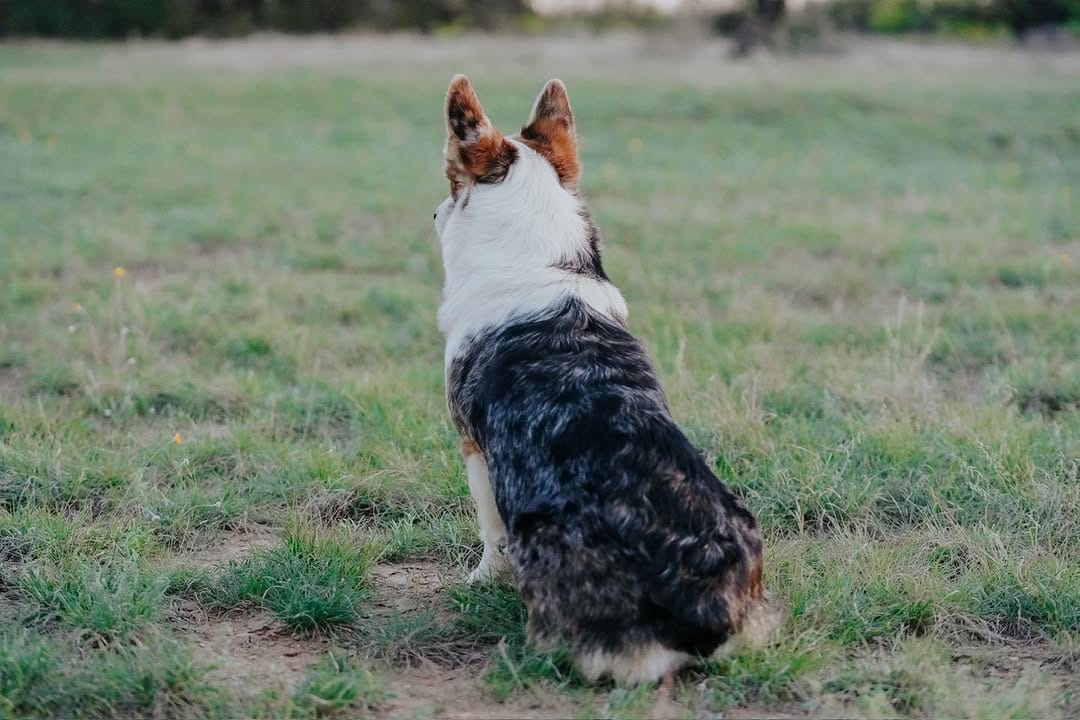 Post 10 by Double X Veterinary Services on Instagram (image)