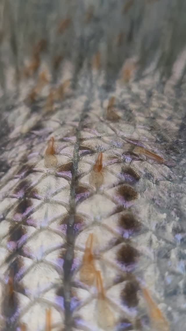 Post 7 by CT Fish Nerd - Kayak Fishing on Instagram (video)