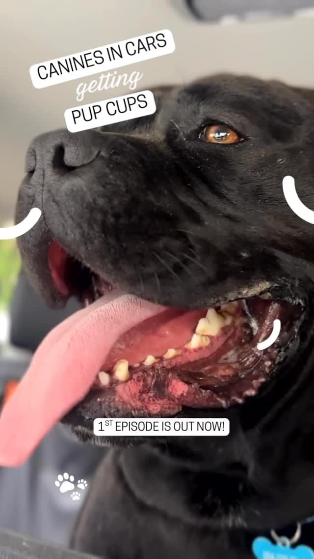 Post 1 by Braveheart Bulliez Rescue on Instagram (video)