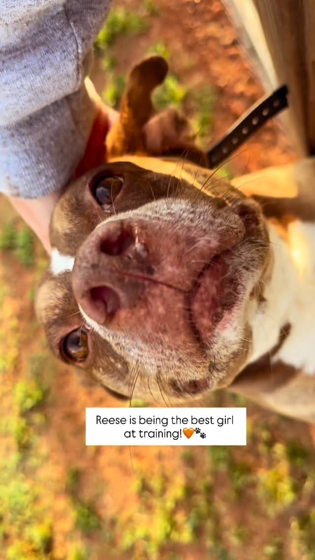 Post 5 by Braveheart Bulliez Rescue on Instagram (video)