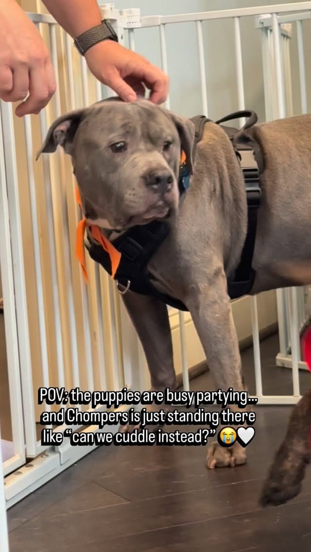 Post 8 by Braveheart Bulliez Rescue on Instagram (video)
