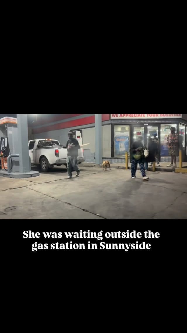 Post 10 by Sunnyside Street Dog Rescue on Instagram (video)