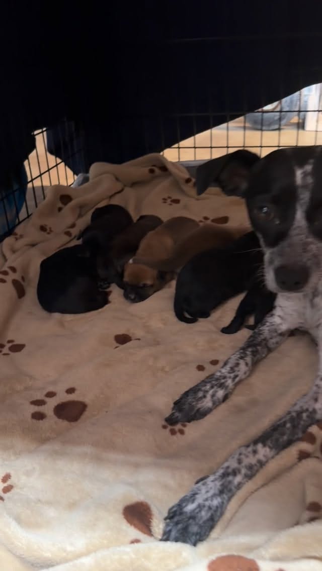 Post 1 by Sunnyside Street Dog Rescue on Instagram (video)