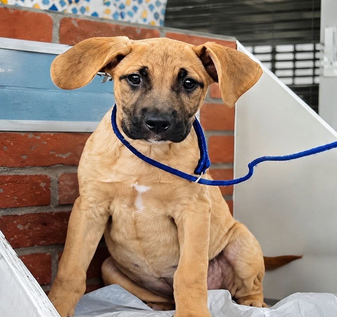 Post 5 by Sunnyside Street Dog Rescue on Instagram (image)