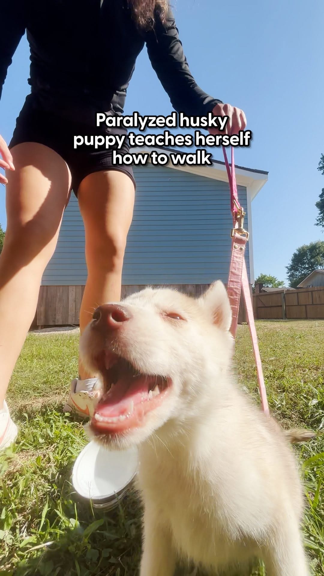 Post 9 by Sunnyside Street Dog Rescue on Instagram (video)