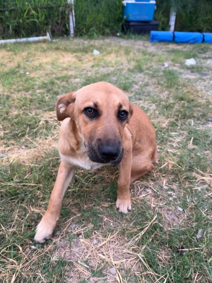 Post 7 by Sunnyside Street Dog Rescue on Instagram (carousel)