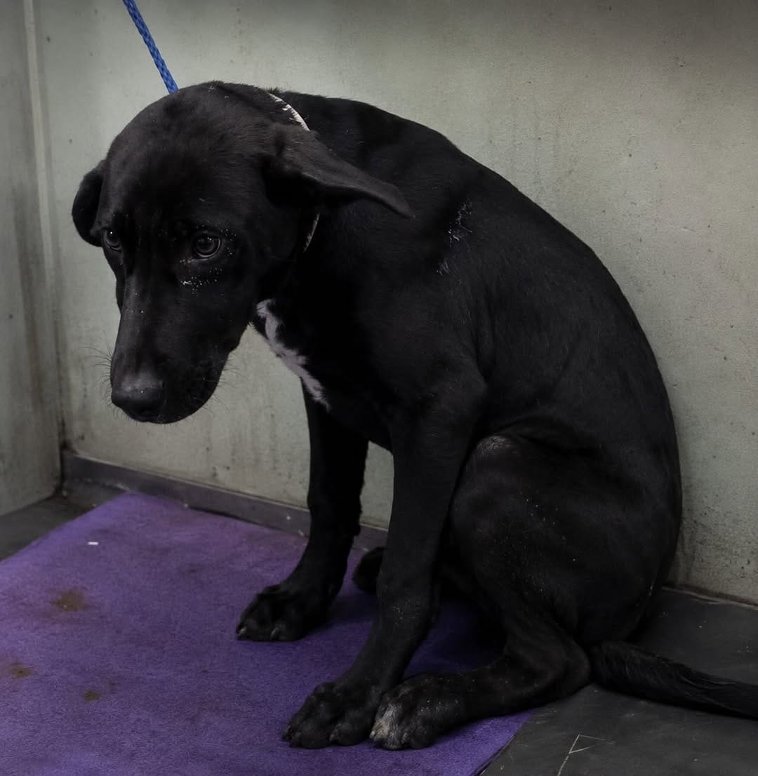 Post 6 by Sunnyside Street Dog Rescue on Instagram (image)