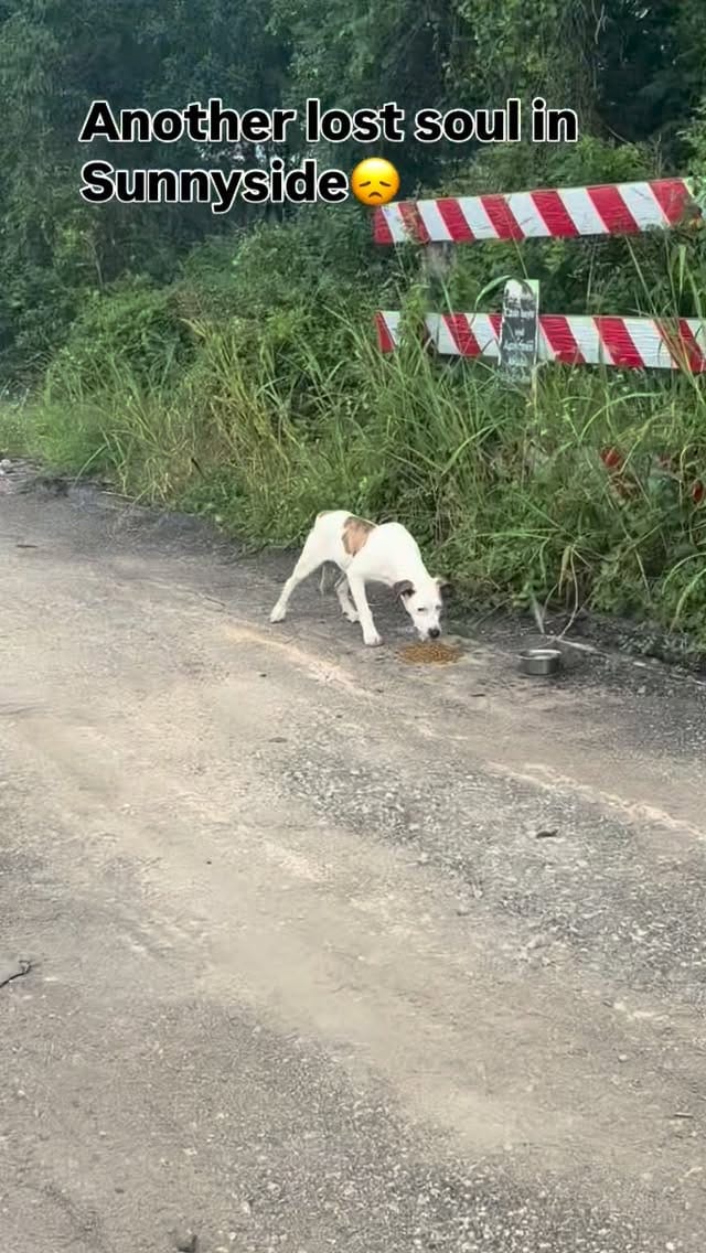 Post 3 by Sunnyside Street Dog Rescue on Instagram (video)