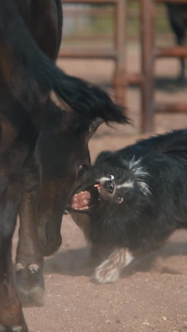 Post 8 by Moura Stock Dogs on Instagram (video)